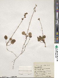 Pyrola chlorantha image