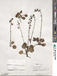 Pyrola chlorantha image