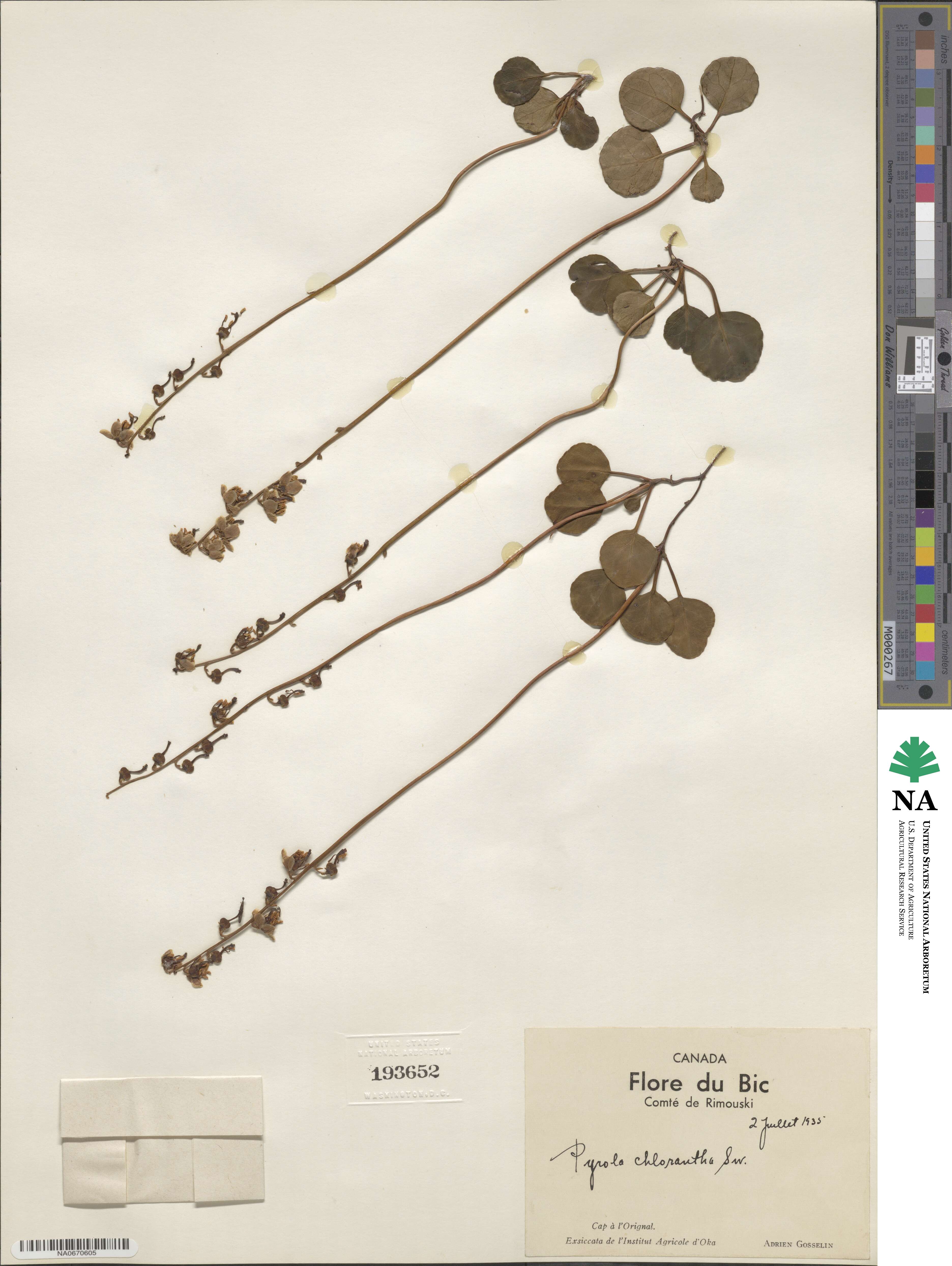 Pyrola chlorantha image