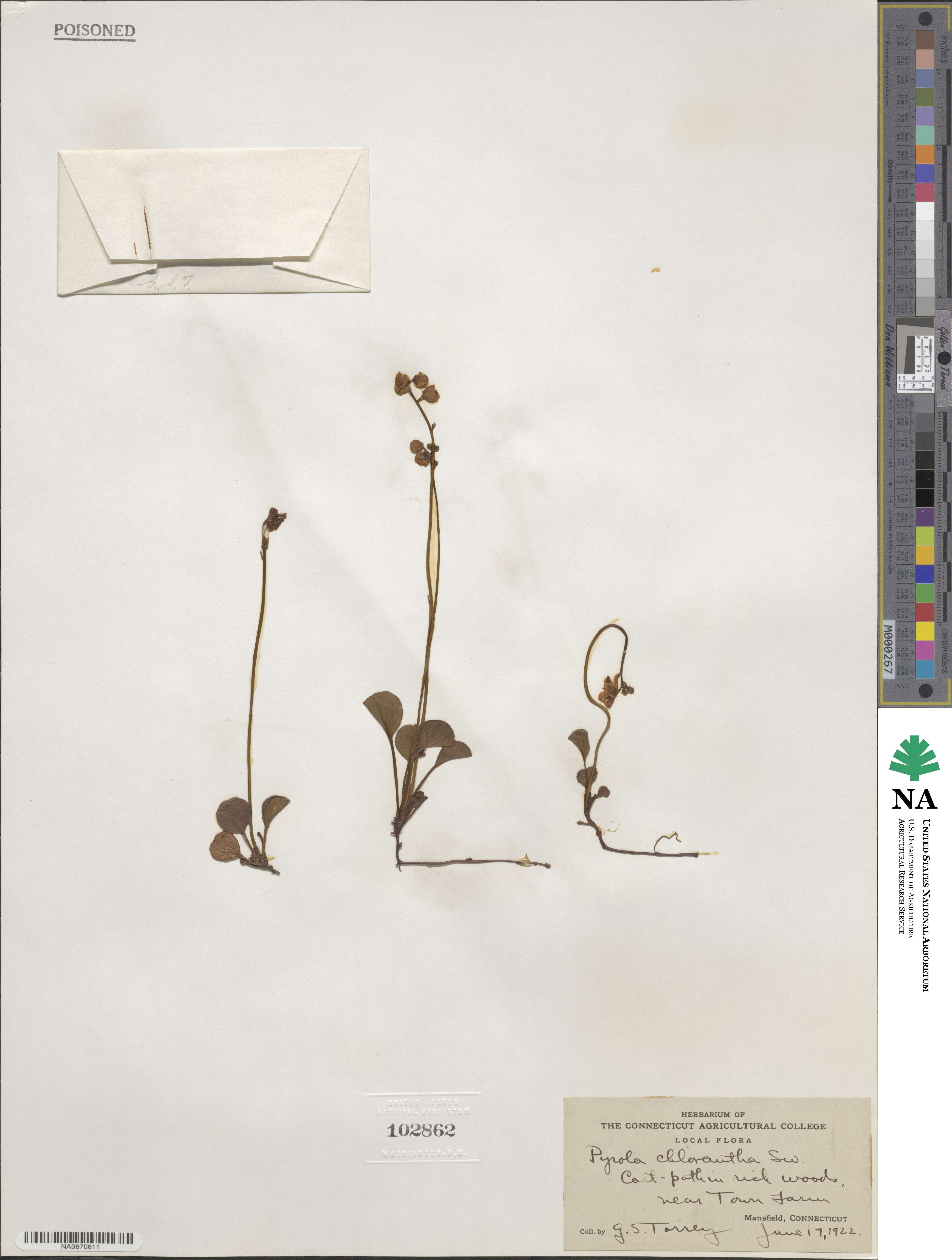 Pyrola chlorantha image