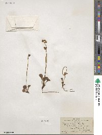 Pyrola chlorantha image