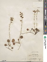 Pyrola chlorantha image