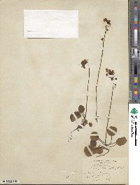 Pyrola chlorantha image