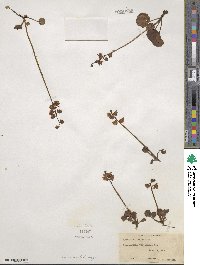 Pyrola chlorantha image