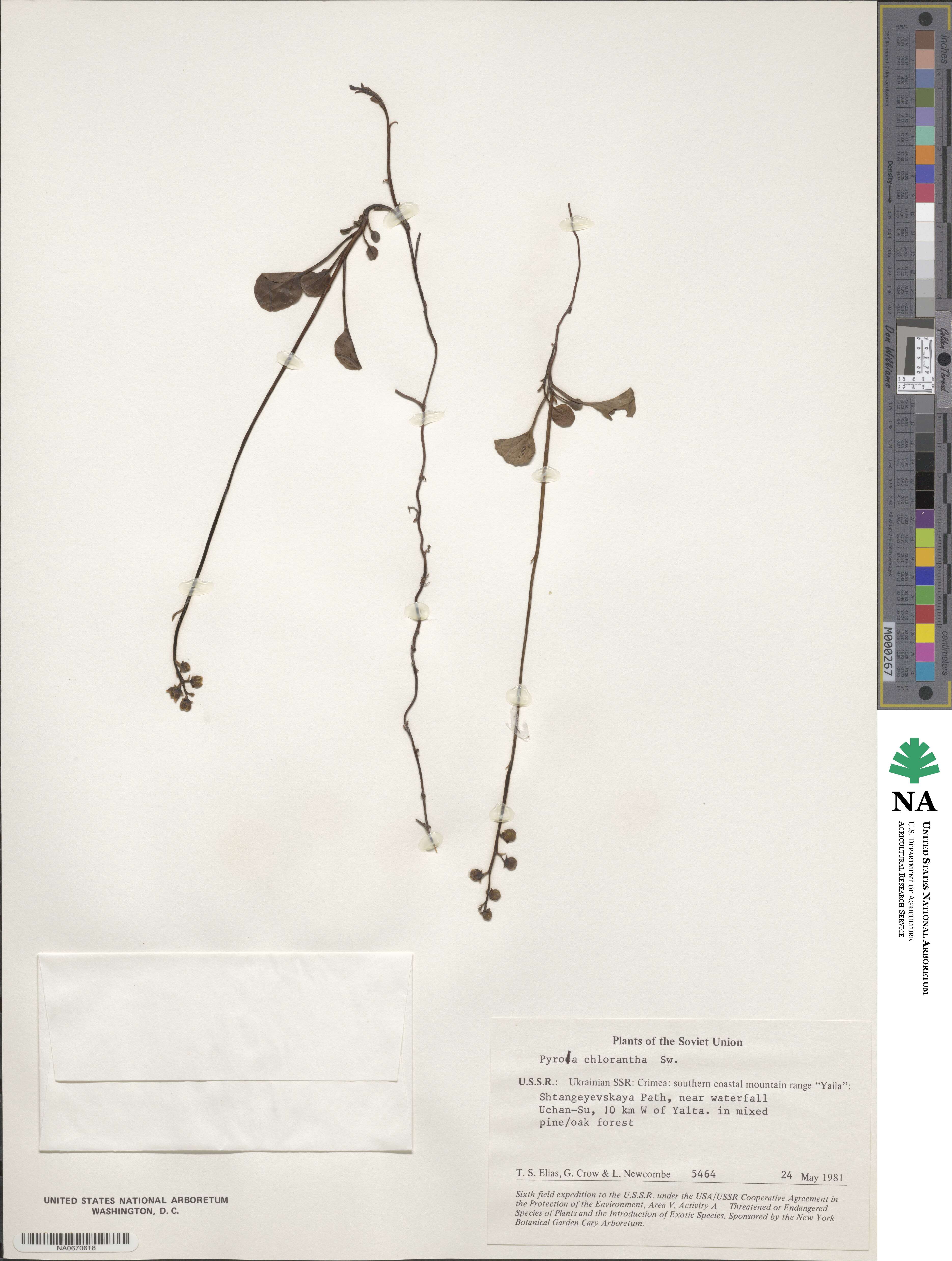Pyrola chlorantha image