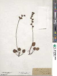 Pyrola chlorantha image