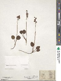 Pyrola chlorantha image