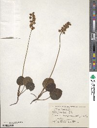 Pyrola media image