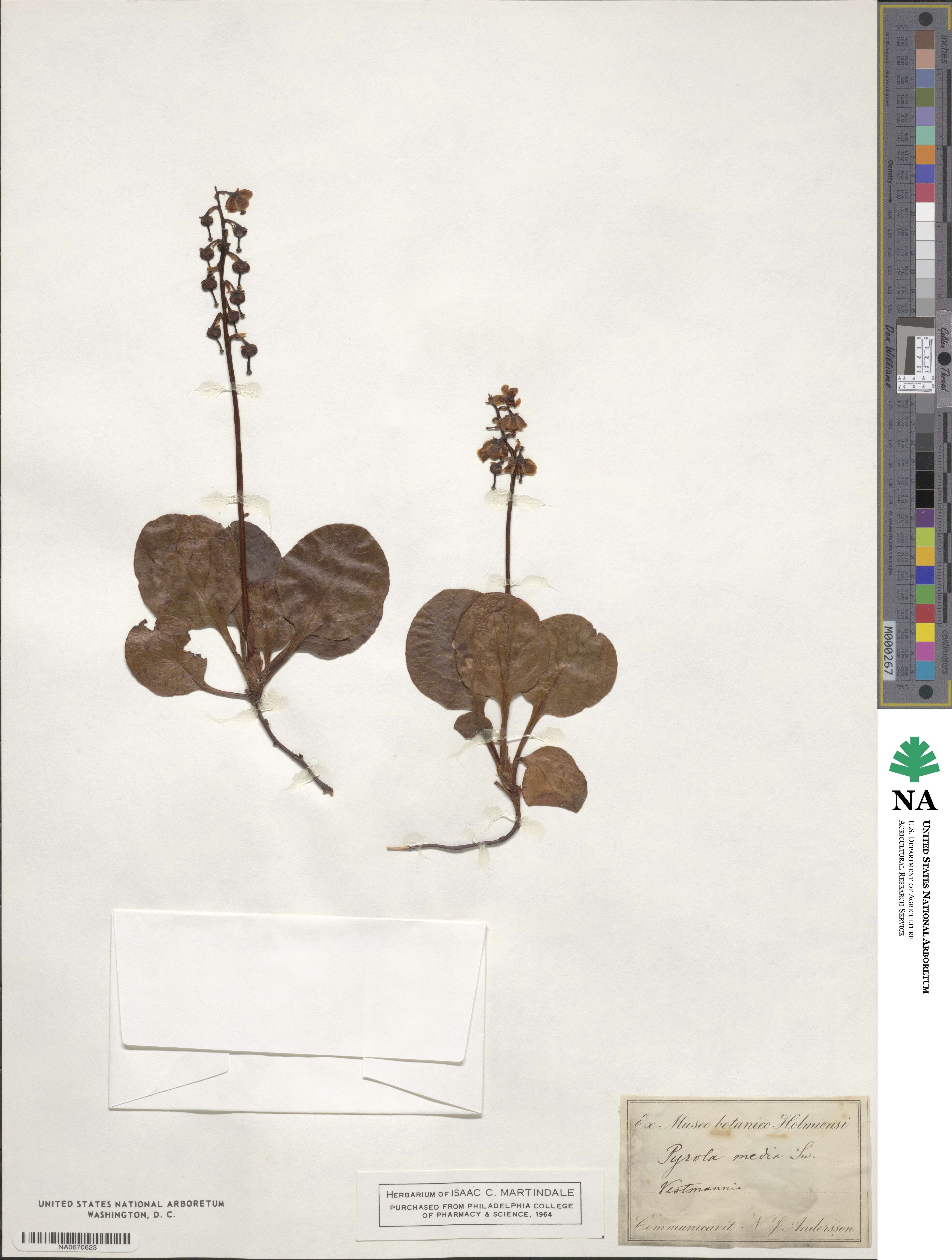 Pyrola media image