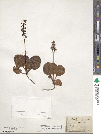 Pyrola media image