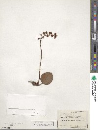 Pyrola media image