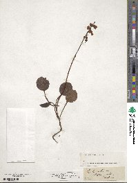 Pyrola media image