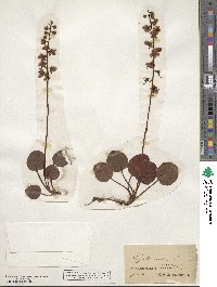 Pyrola media image