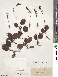 Pyrola minor image