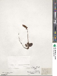 Pyrola minor image