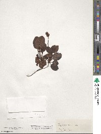 Pyrola minor image