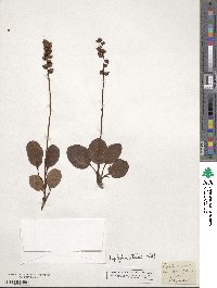 Pyrola minor image