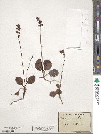 Pyrola minor image