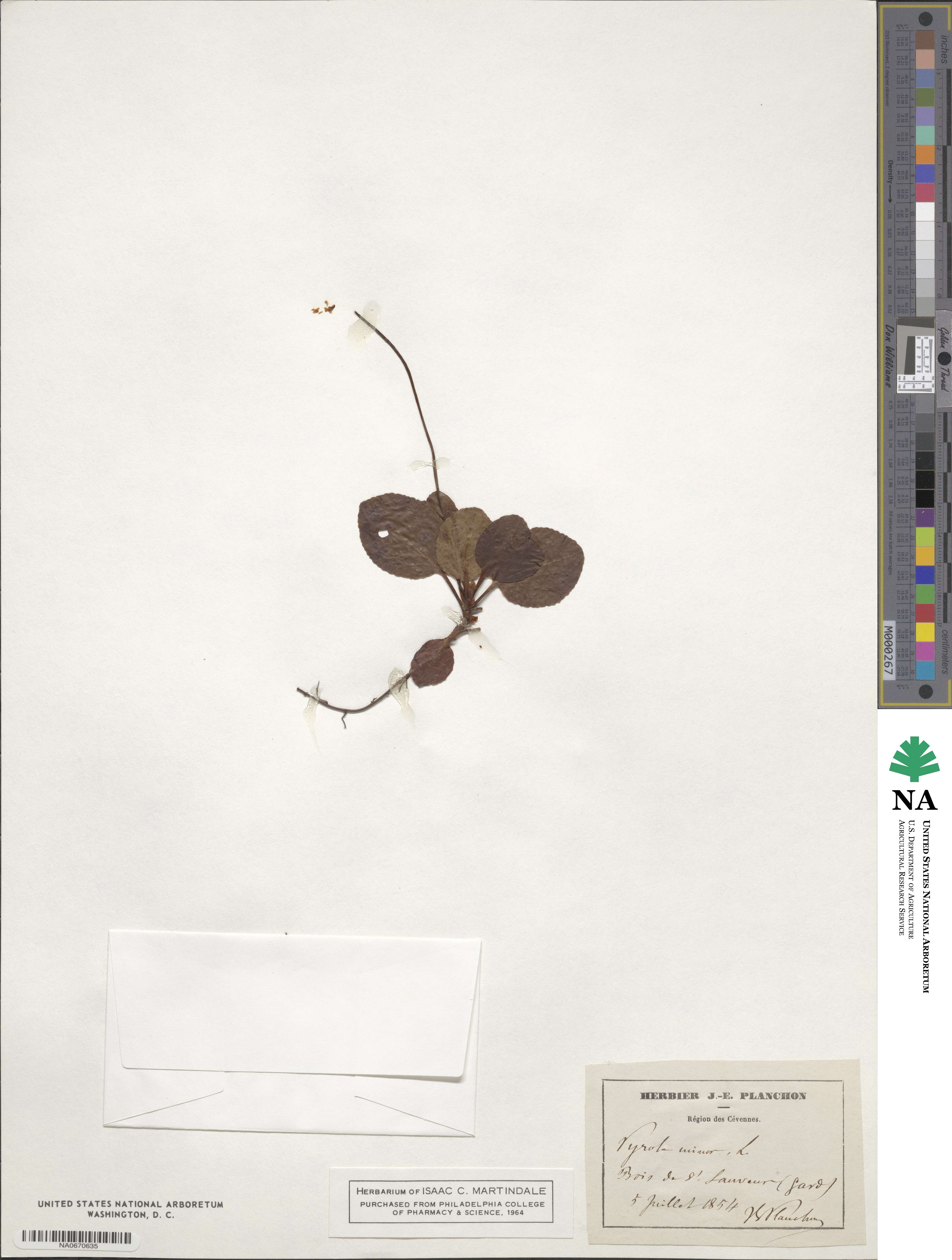 Pyrola minor image