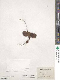 Pyrola minor image