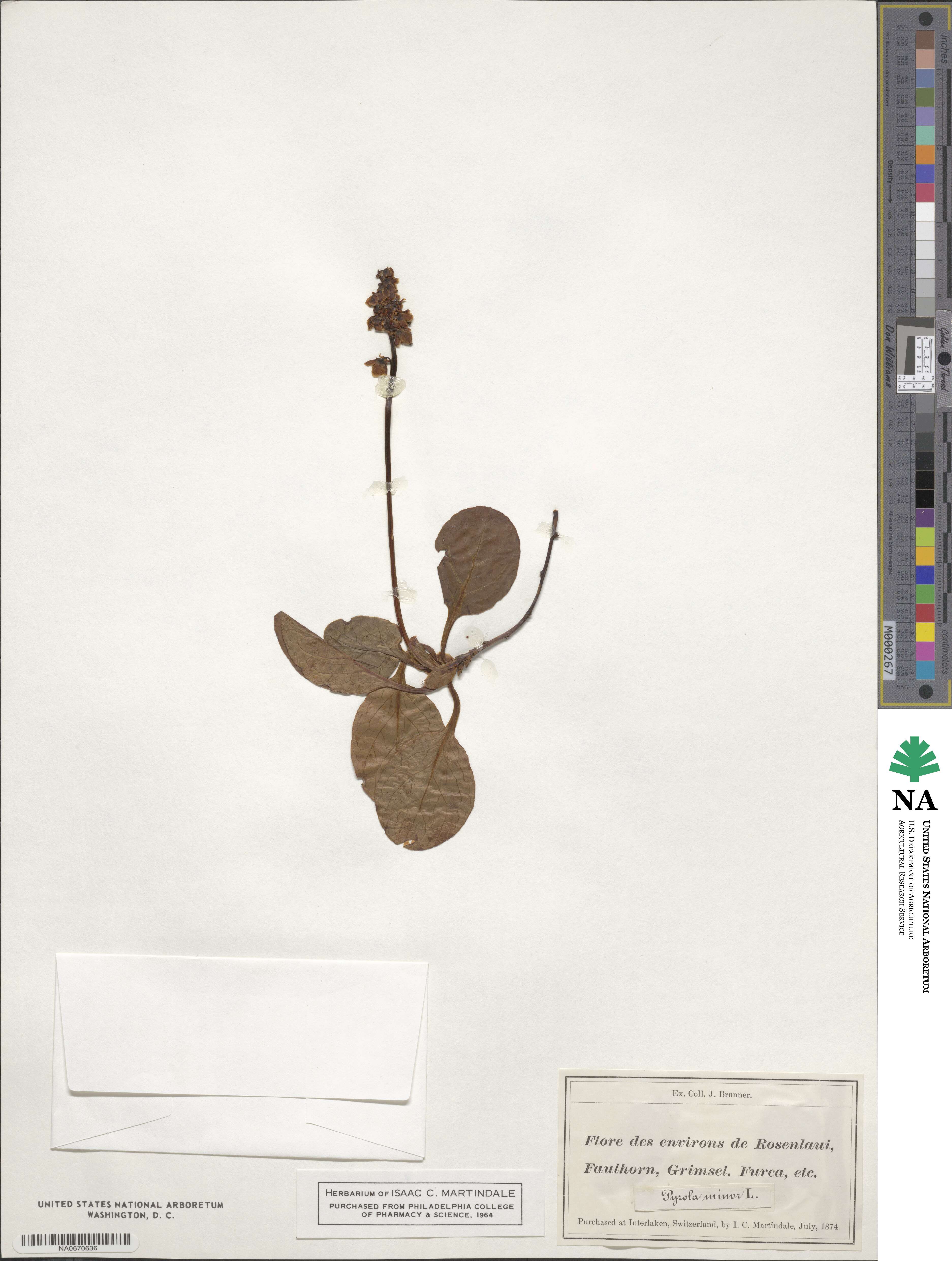 Pyrola minor image