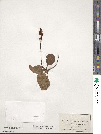 Pyrola minor image