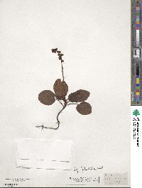 Pyrola minor image