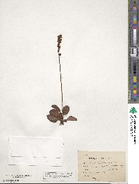 Pyrola minor image