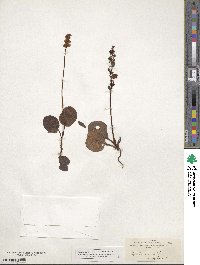 Pyrola minor image