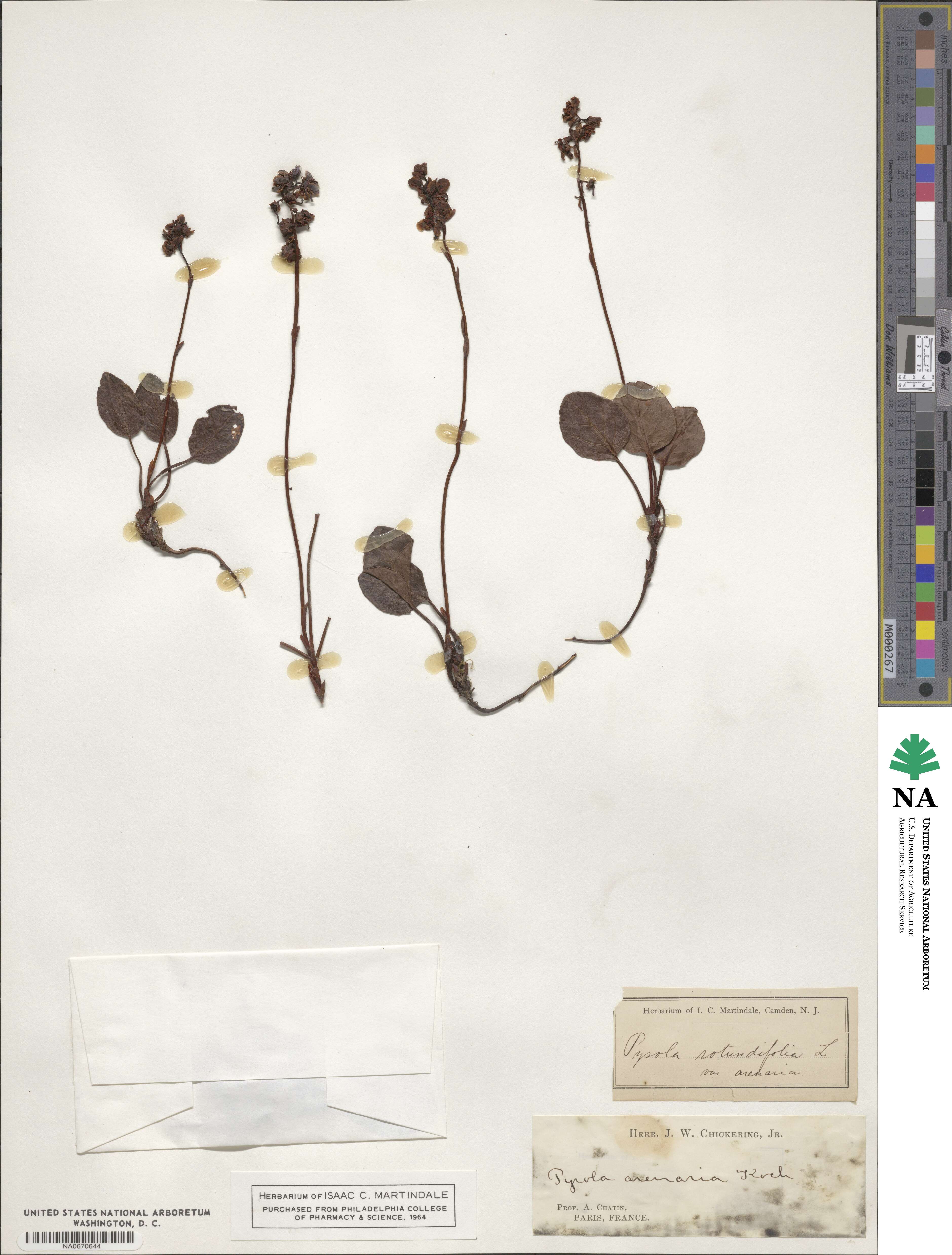 Pyrola rotundifolia image