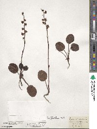 Pyrola rotundifolia image