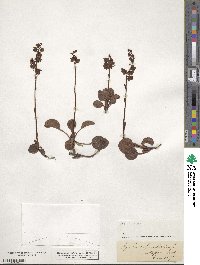 Pyrola rotundifolia image