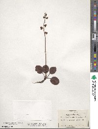 Pyrola rotundifolia image