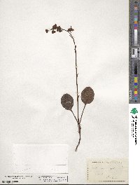 Pyrola rotundifolia image