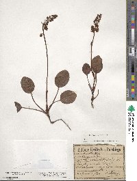 Pyrola rotundifolia image