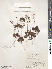 Pyrola alpina image