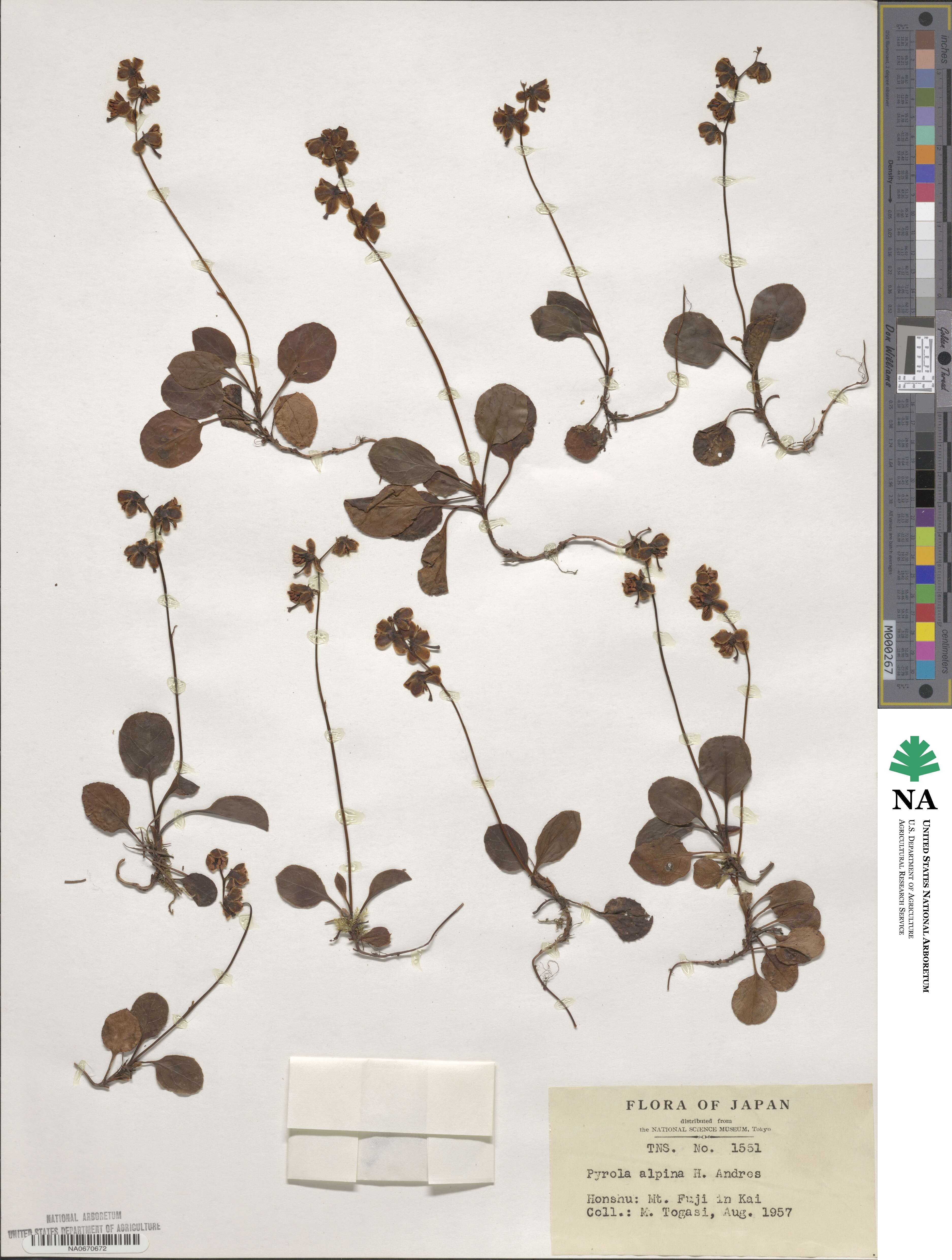 Pyrola alpina image