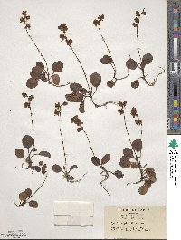 Pyrola alpina image