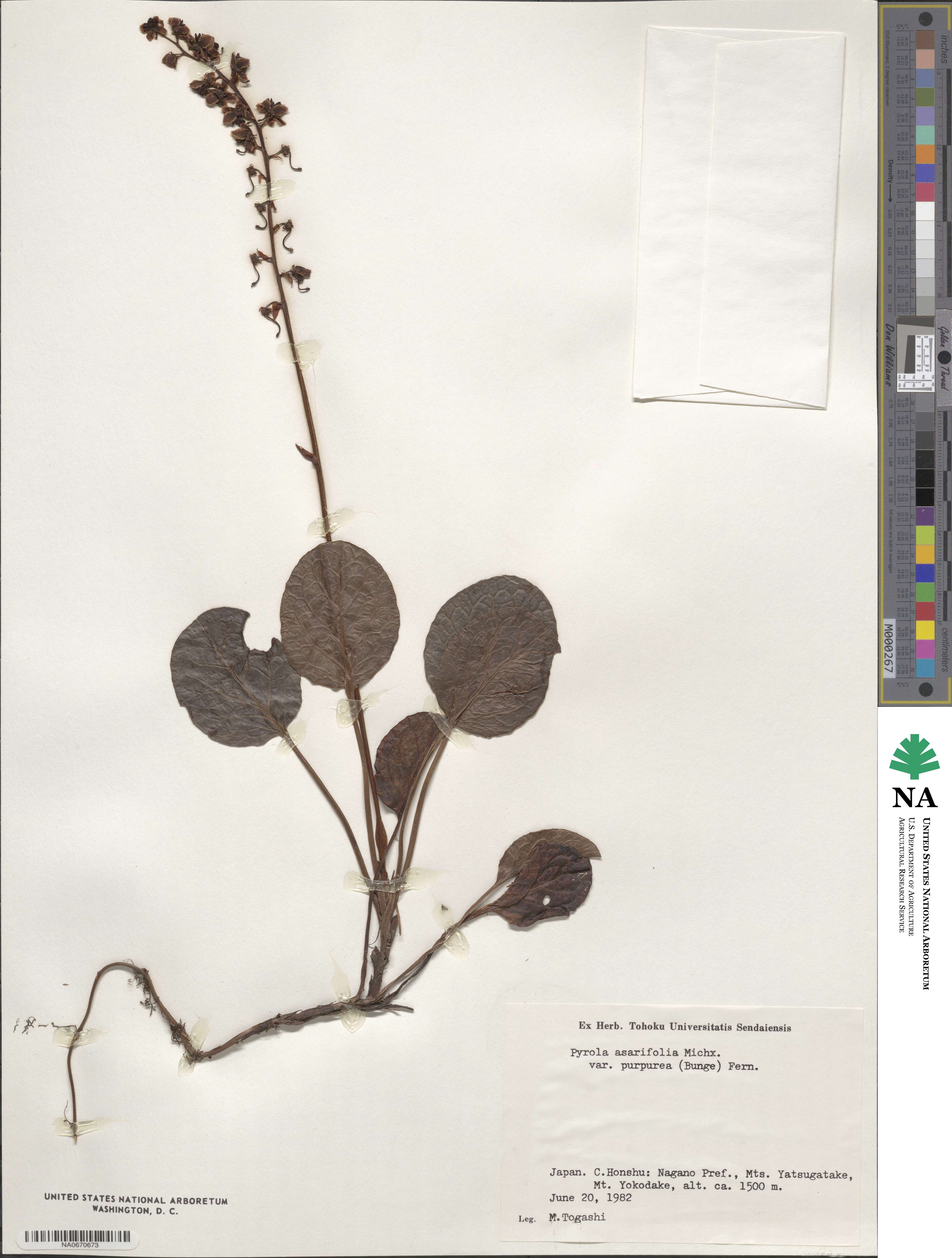 Pyrola asarifolia subsp. asarifolia image