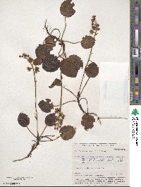 Pyrola asarifolia subsp. incarnata image