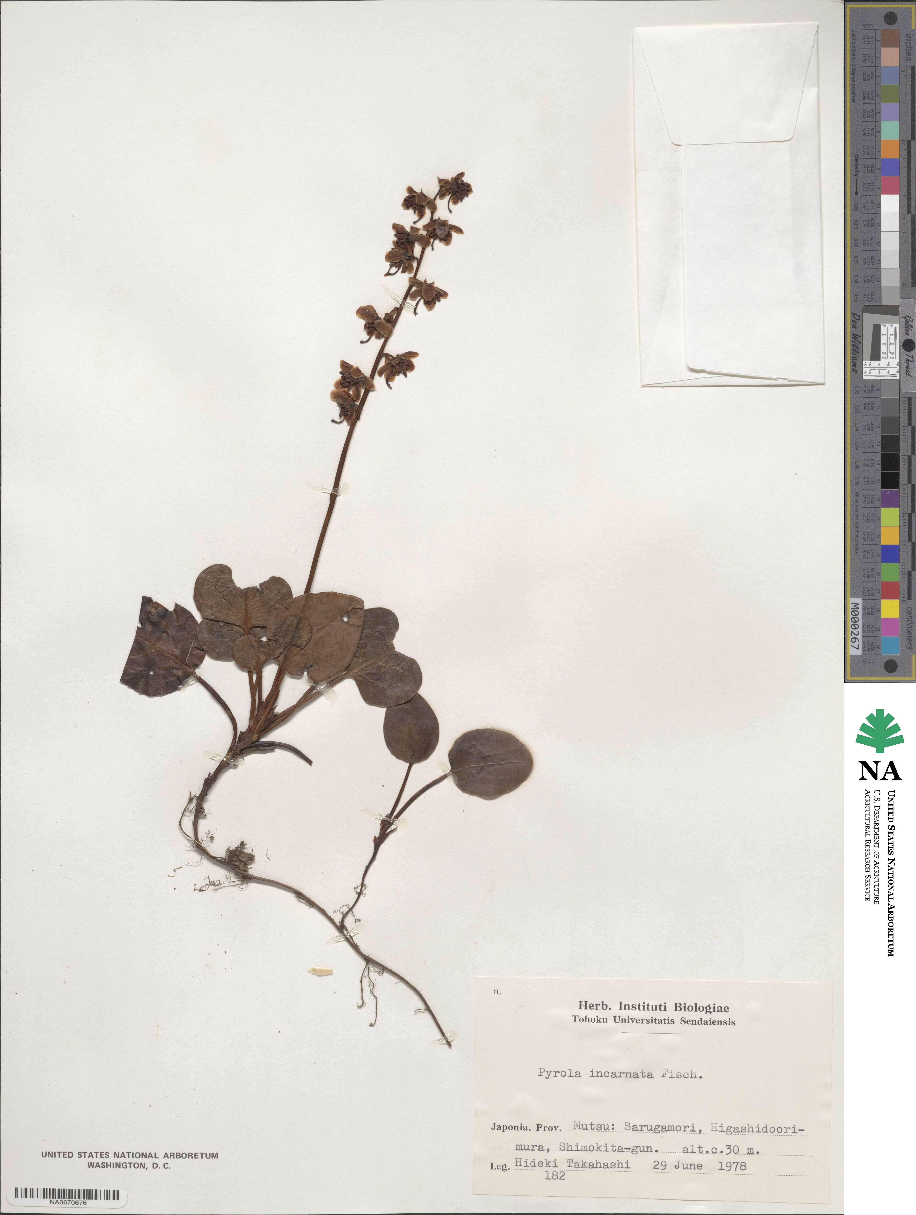 Pyrola asarifolia subsp. incarnata image