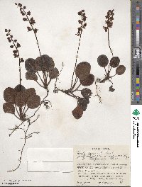 Pyrola asarifolia image