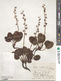 Pyrola asarifolia subsp. incarnata image