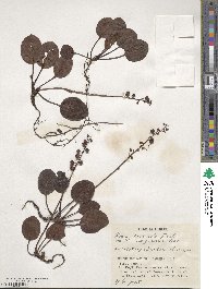 Pyrola asarifolia subsp. incarnata image