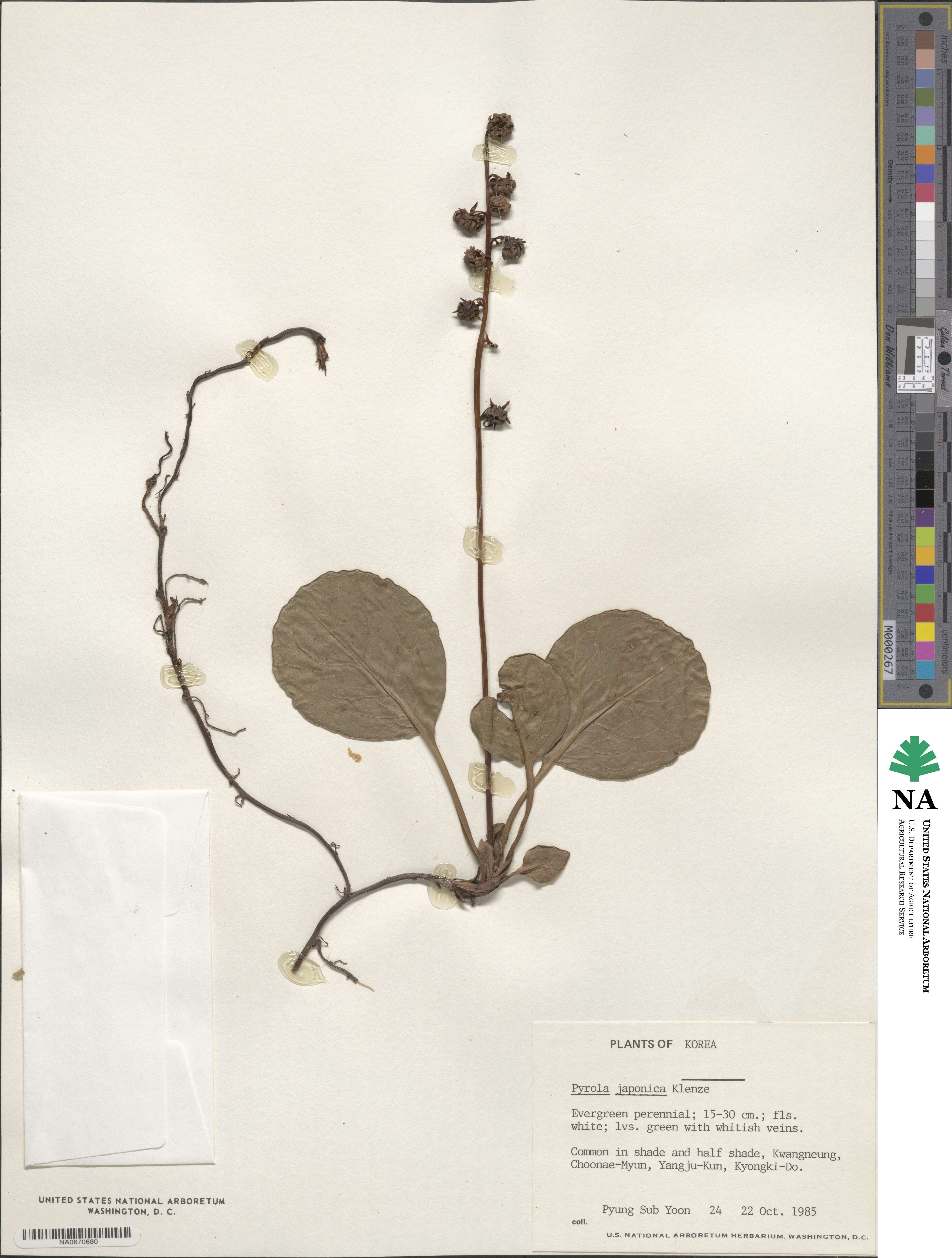 Pyrola japonica image