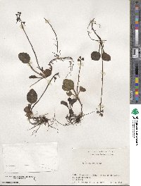 Pyrola japonica image