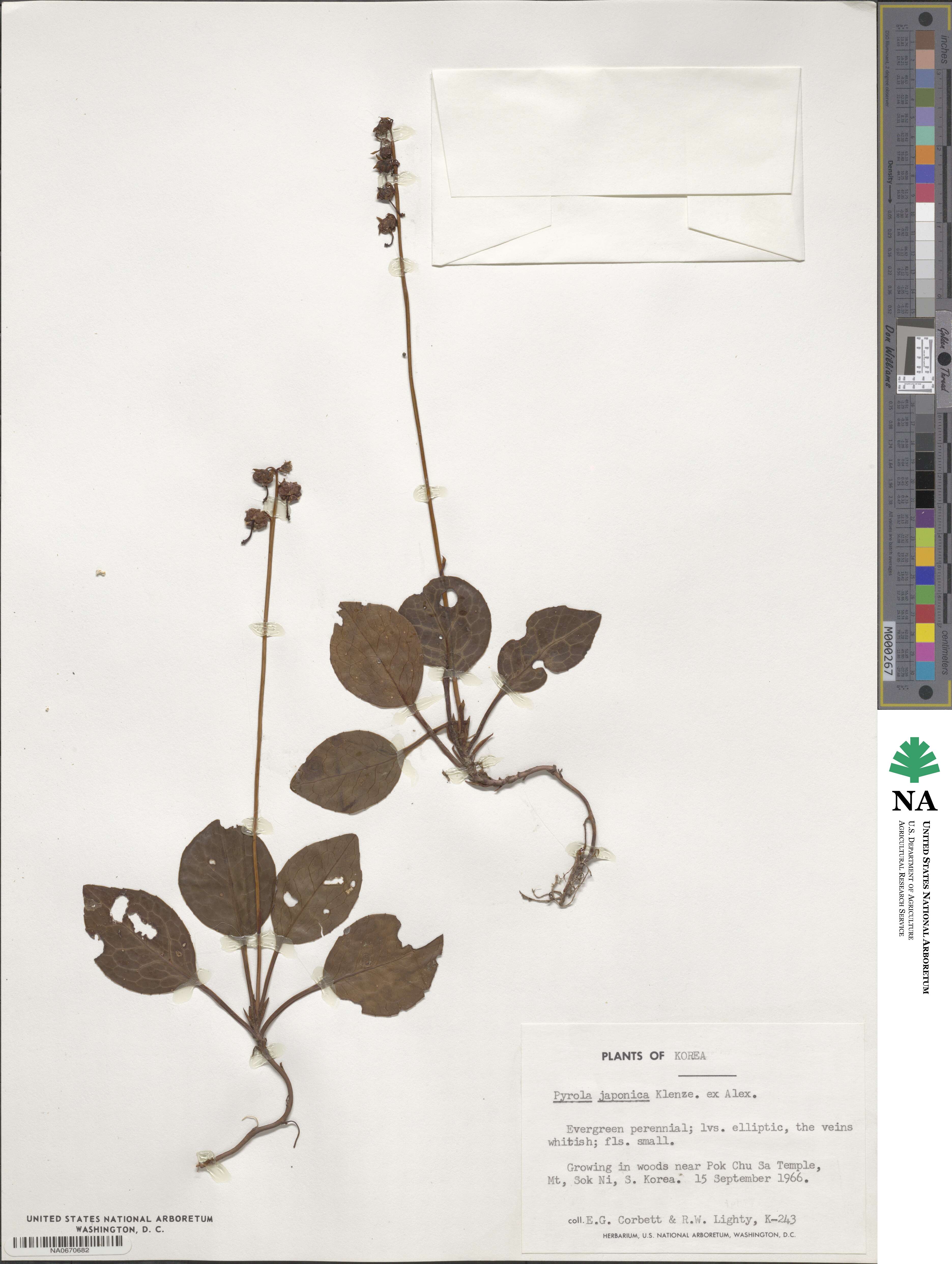 Pyrola japonica image