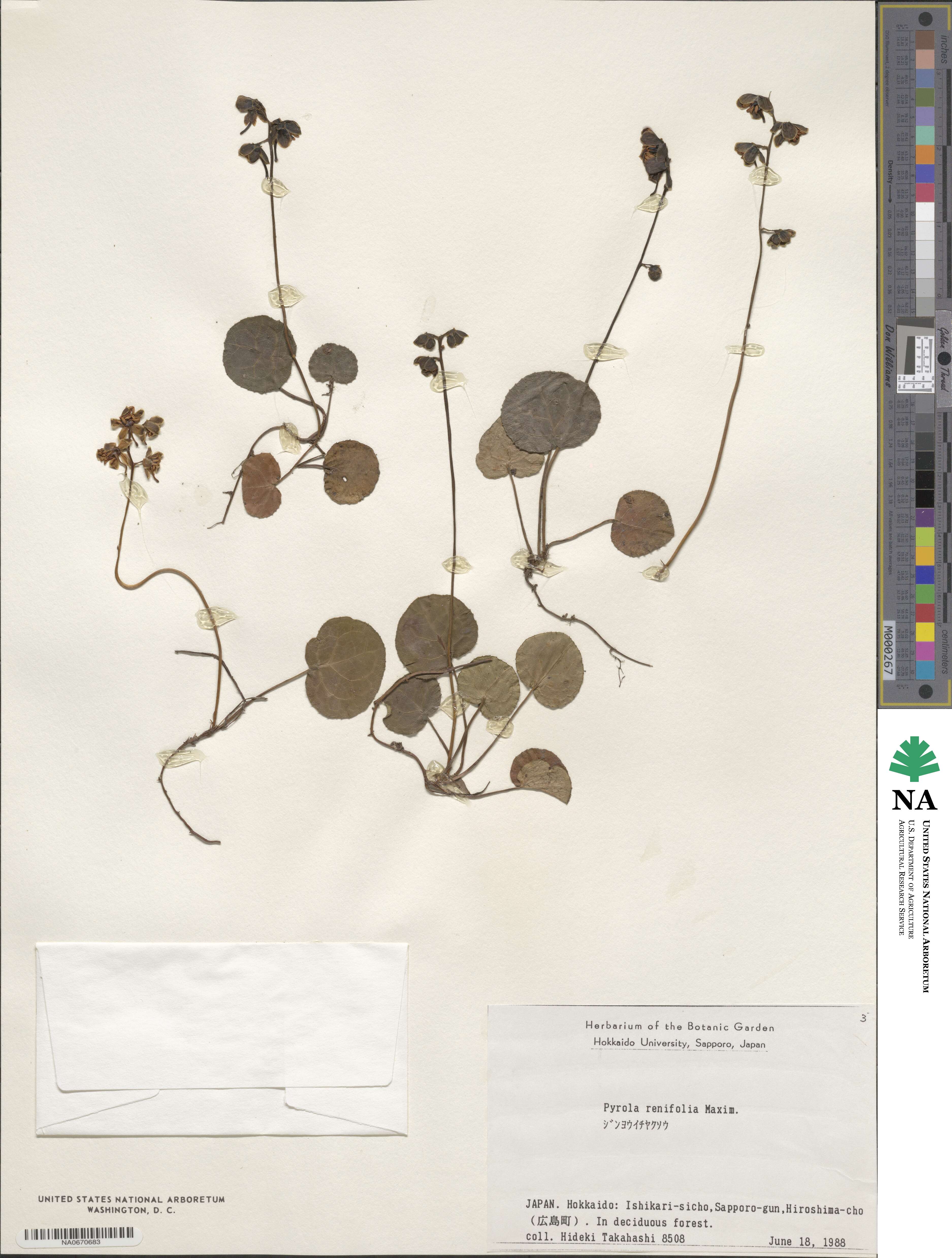 Pyrola renifolia image