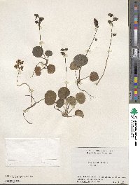 Image of Pyrola renifolia