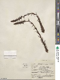 Allotropa virgata image